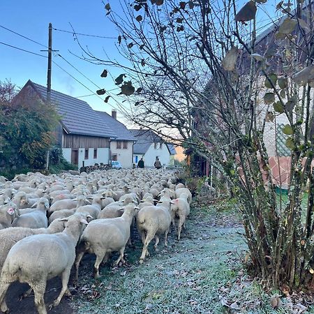Maison Independante De Montagne En Alsace Bellefosse Екстериор снимка