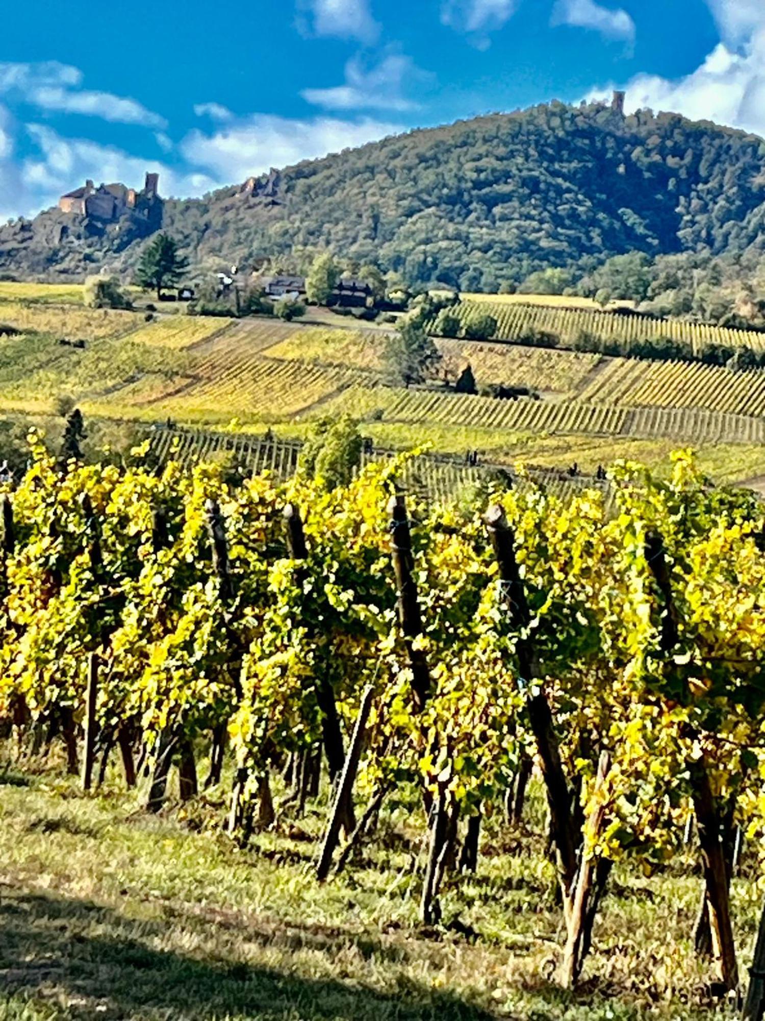 Maison Independante De Montagne En Alsace Bellefosse Екстериор снимка