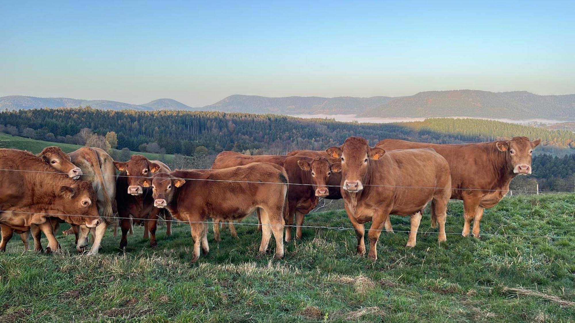 Maison Independante De Montagne En Alsace Bellefosse Екстериор снимка