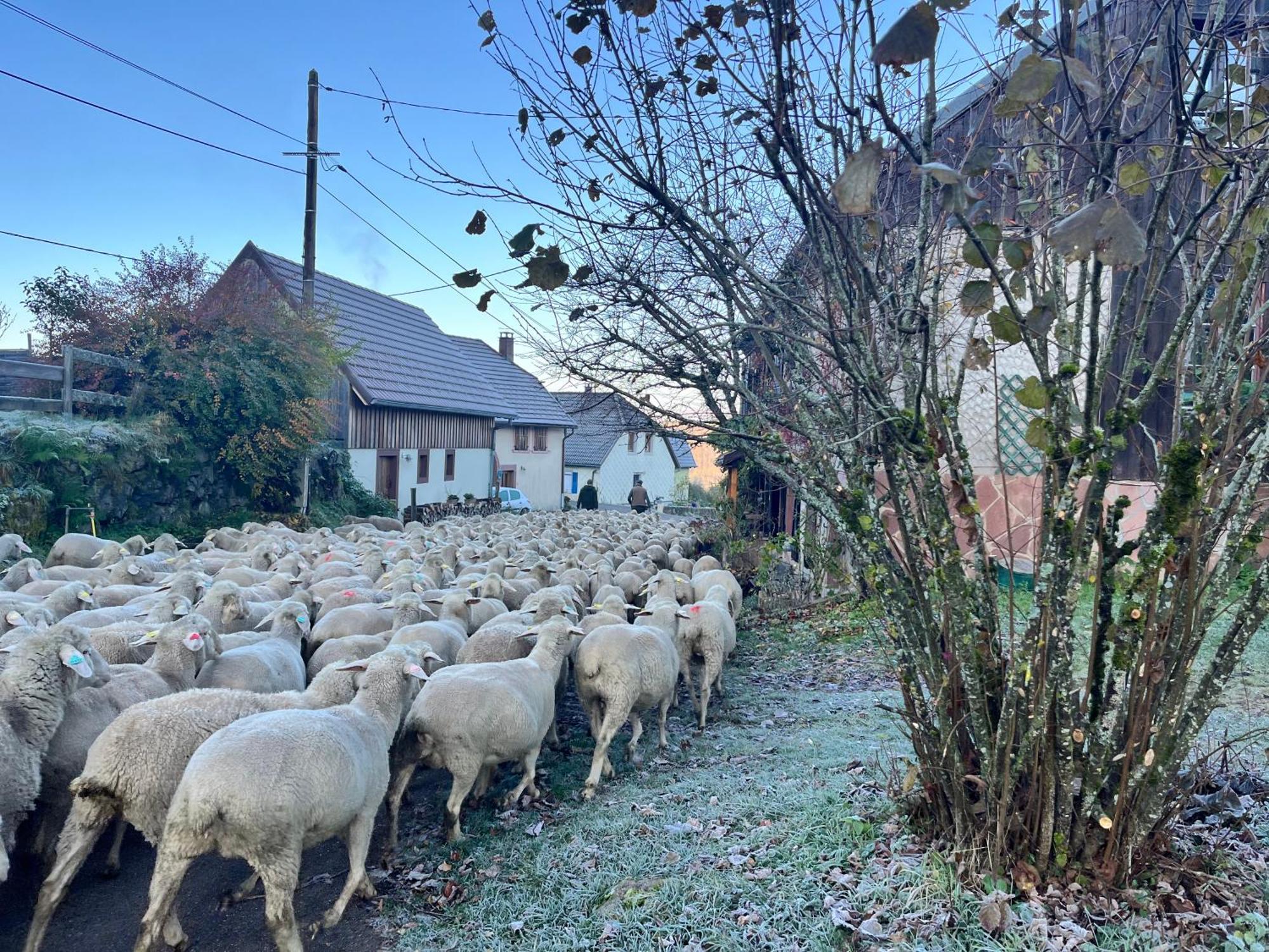 Maison Independante De Montagne En Alsace Bellefosse Екстериор снимка